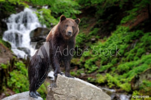 Picture of Big brown bear standing on stone